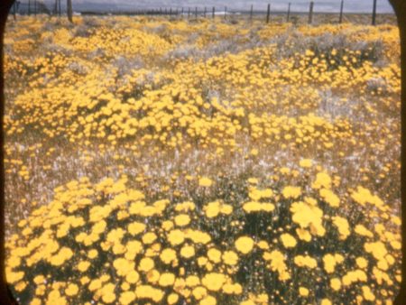 Desert Wild Flowers in Bloom - View-Master Buff Reel - vintage - 290 Online Sale