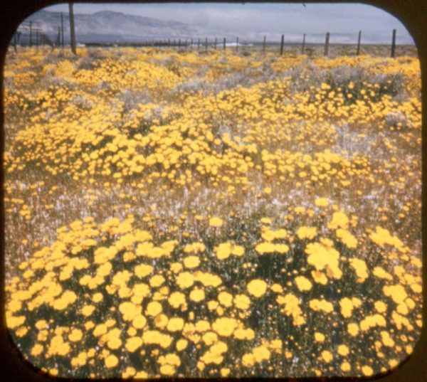 Desert Wild Flowers in Bloom - View-Master Buff Reel - vintage - 290 Online Sale