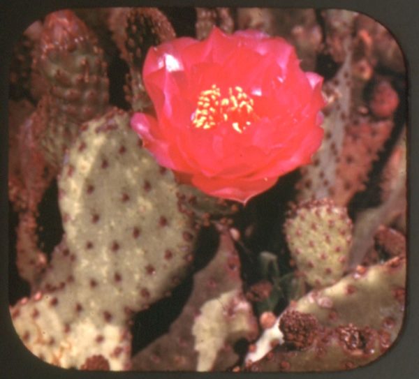 Cactus and Succulent Plants - 20 View-Master Reel Set - 1945 - vintage - C1-20 Complete Set For Sale